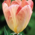 Tulp Fosteriana Flaming Purissima x10 12/+