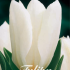 Tulp Fosteriana Flaming Purissima x10 12/+