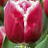 Tulp Fringed Canasta x7 12/+