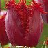 Tulp Fringed Crystal Beauty x10 12/+