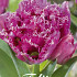 Tulp Fringed Double Matchpoint x7 12/+