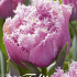 Tulp Fringed Double Perth x7 12/+