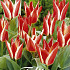 Tulp Greigii Pinocchio x7 12/+