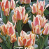 Tulp Greigii Quebec x10 12/+