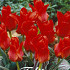 Tulp Greigii Red Riding Hood x10 12/+