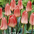 Tulp Greigii Sweet Lady x7 12/+