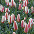 Tulp Kaufmania Ancilla x7 12/+