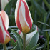 Tulp Kaufmania Ancilla x7 12/+