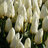 Tulp Kaufmania Concerto x10 12/+