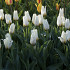 Tulp Kaufmania Concerto x10 12/+