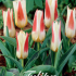 Tulp Kaufmania Johann Strauss x7 12/+