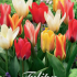 Tulp Kaufmania Mixed x10 12/+