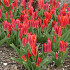 Tulp Kaufmania Scarlet Baby x10 12/+