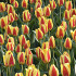 Tulp Kaufmania Stresa x7 12/+