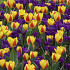 Tulp Kaufmania Stresa x7 12/+