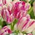 Tulp Multiflora Dream Club x7 12/+