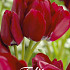 Tulp Multiflora Fiery Club x7 12/+