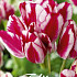 Tulp Multiflora Flaming Club x7 12/+