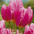 Tulp Multiflora Happy Family x7 12/+