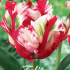 Tulp Parrot Estella Rijnveld x7 12/+