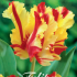 Tulp Parrot Flaming Parrot x7 12/+