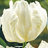 Tulp Parrot White Parrot x7 12/+