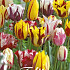 Tulp Rembrandt Mixed x10 12/+