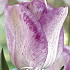 Tulp Single Late Blushing Girl x7 12/+