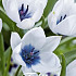 Tulp Specie Alba Coerulea x5 8/+