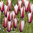 Tulp Specie Clusiana x10 5/6