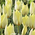 Tulp Specie Honky Tonk x10 6/7