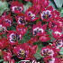 Tulp Specie Little Beauty x10 5/+