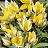 Tulp Specie Tarda x10 7/8