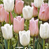 Tulp Sweet Candy x10 12/+