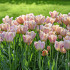 Tulp Triumph Apricot Beauty x7 12/+