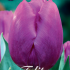 Tulp Triumph Purple Prince x10 12/+