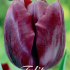 Tulp Triumph Ronaldo x10 12/+