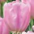 Tulp Triumph Synade Amor x10 12+