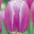 Tulp Triumph Synade Blue x7 12/+