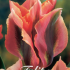 Tulp Viridiflora Artist x7 12/+