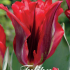 Tulp Viridiflora Esperanto x7 12/+