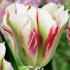 Tulp Viridiflora Flaming Springgreen x5 12/+