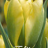 Tulp Viridiflora Formosa x7 12/+