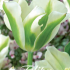 Tulp Viridiflora Spring Green x7 12/+