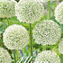 Allium Mount Everest x3 20/+