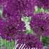 Allium Purple Sensation x15 12/+