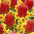 Blend Tulp/Narcis Willem Tell x20 12/14