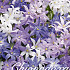 Chionodoxa Mixed x50 5/6