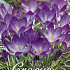 Crocus Chrysanthus Ruby Giant x50 5/6