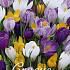 Crocus Vernus Mixed x30 8/9